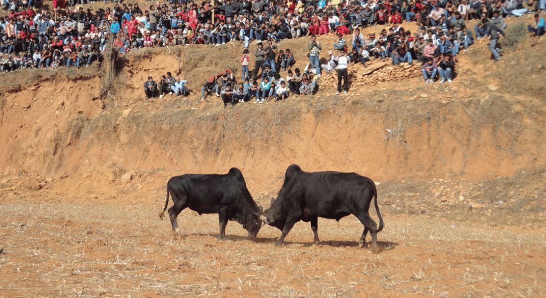 Bull Fighting Festival in Nepal