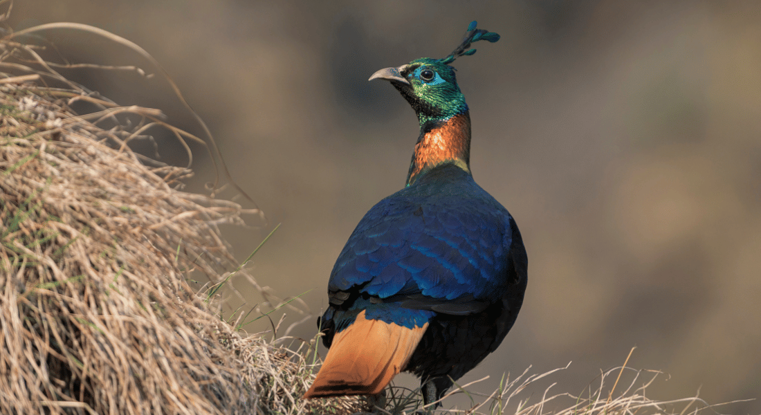 National bird of Nepal