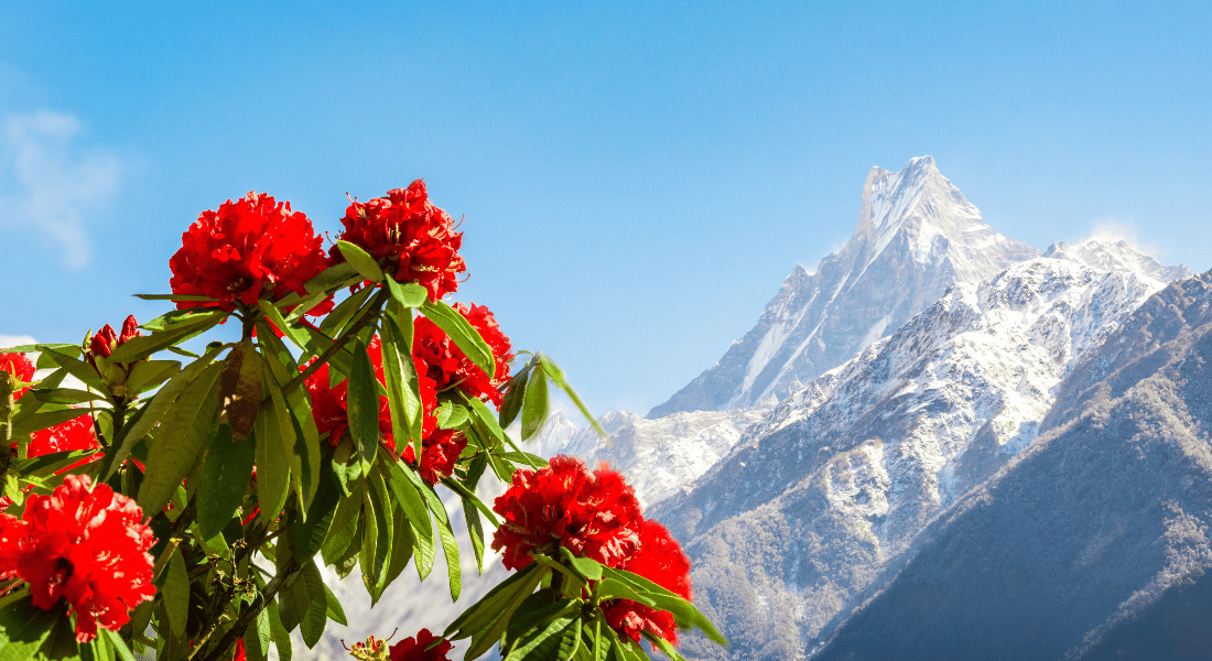 National flower of Nepal