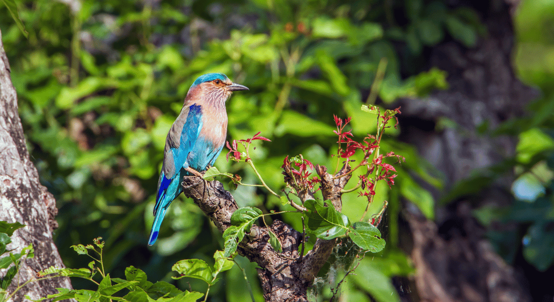 Bardiya National Park Image