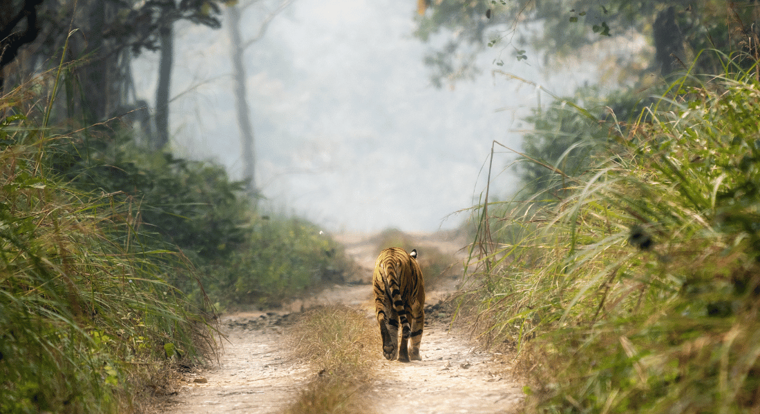 Chitwan National Park Image