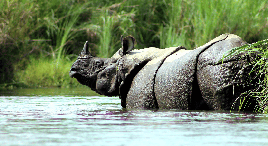 Chitwan National Park Image